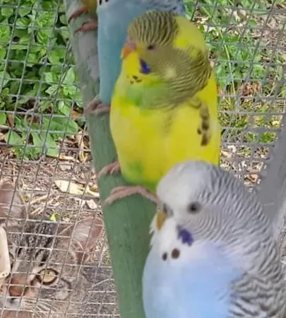 Villa Imperia Apartamento *