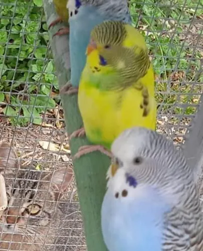 Villa Imperia Lejlighed *