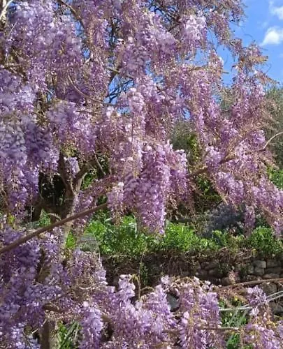 Villa Imperia Apartman *